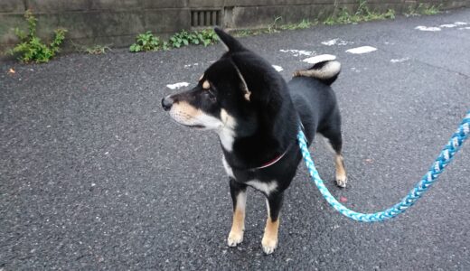 神社の池からきこえるウシガエルの鳴き声に立ち止まる黒柴 大福まめ