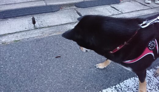 毛虫を見つけた黒柴 大福まめ