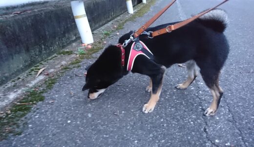 下のソーシャルリンクからフォロー