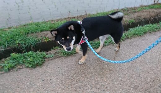 直播きの田植えも水はたまります。