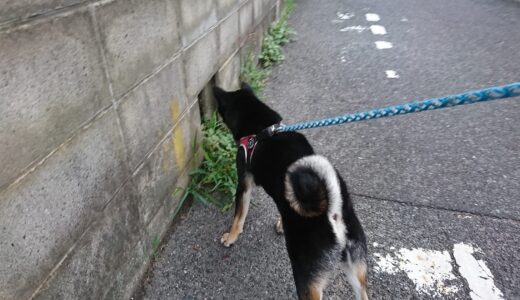 朱色のザクロが緑になった。
