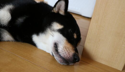 黒柴 大福まめ、はじめてのフロントラインでアレルギー。