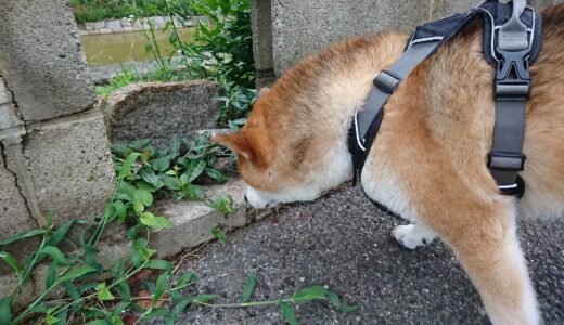 神社の池に蛙…ではなくてカモがいた。