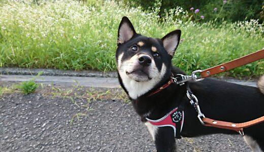 エノコログサのネーミングは面白い。