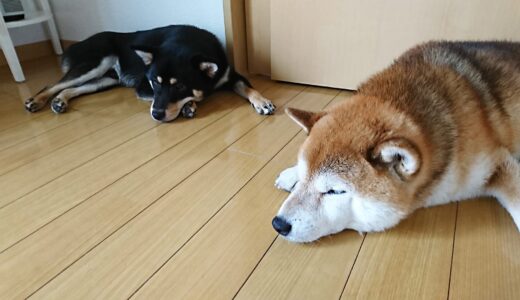 エアコンのついている部屋でゴロゴロするまめ家の柴犬たち