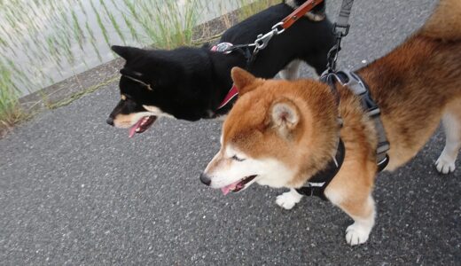 柴犬 空まめと黒柴 大福まめ、一緒にお散歩