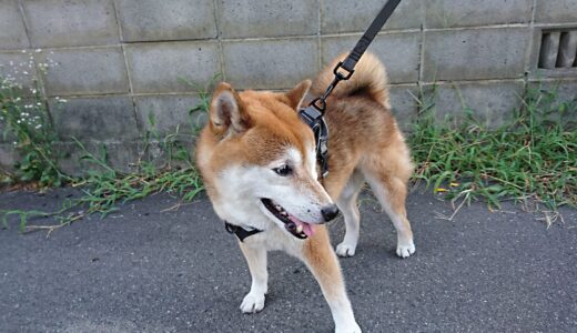 夏はいろいろな実が膨らんできます。