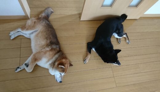 とにかく暑い一日にうんざりなまめ家の柴犬たち
