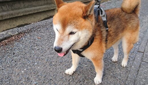 蝉の鳴き声を聞くと暑さが増します。