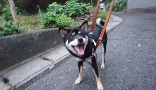 サルスベリがきれいに咲きました。