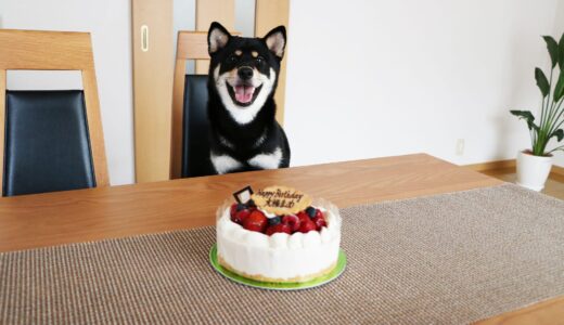 7月4日は黒柴 大福まめの1歳の誕生日
