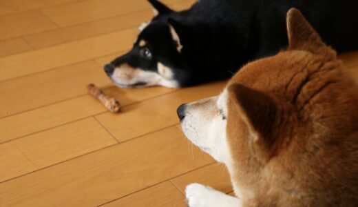 柴犬 空まめと黒柴 大福まめの距離