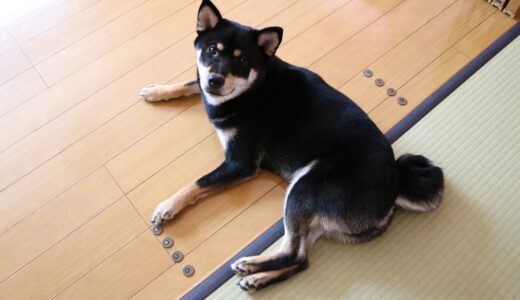 黒柴 大福まめは和室には入りません？