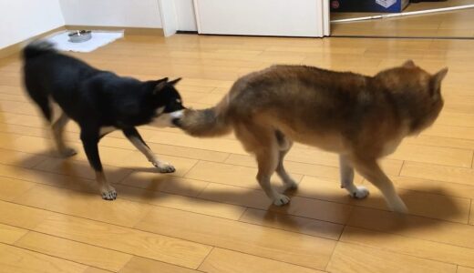 遊びたい大福まめは寝ていた空まめに叱られて…