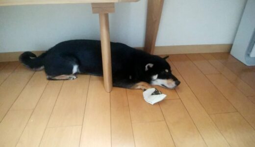 まめ家の柴犬たちは何故かベンチの下が好き