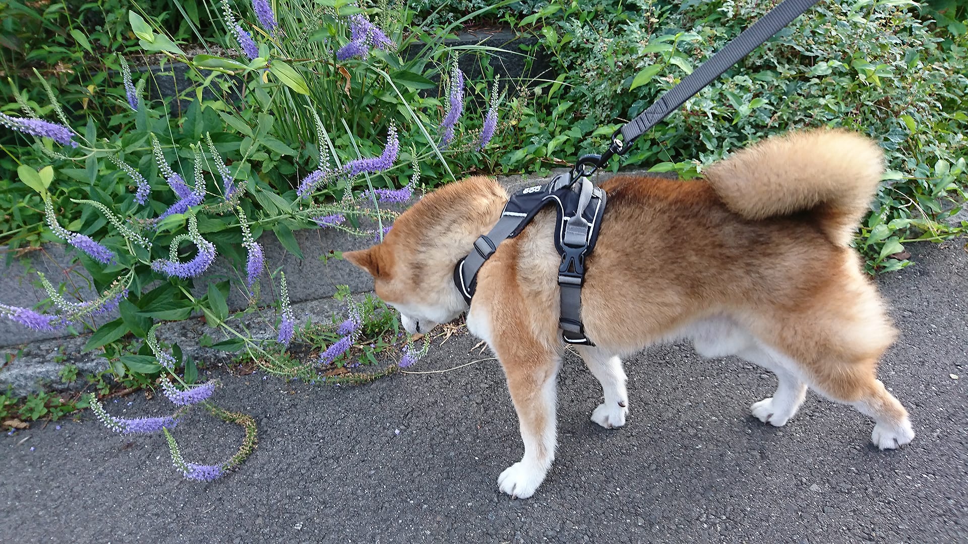 紫の尻尾みたいな花はなんですか もしかして虎の尾っぽ まめ家の柴犬 紫の尻尾みたいな花はなんですか もしかして虎の尾っぽ まめ家の柴犬