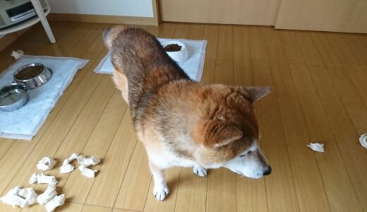 てんかん発作で弱った柴犬 空まめ