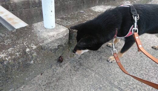 黒柴 大福まめはカブトムシを見つけた。