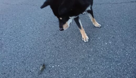 道路の蝉を突っついたら突然飛んで、驚いた黒柴 大福まめ