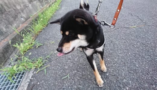 エノコログサが大好きな黒柴 大福まめだが…