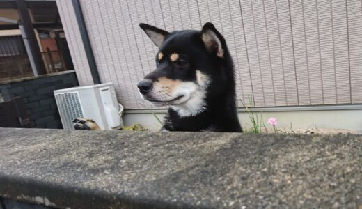 立ち見の黒柴 大福まめ