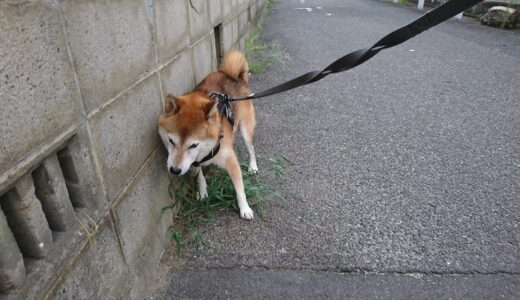 今年もザクロが膨らみました。