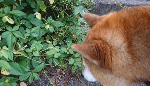 黒い実をつける草