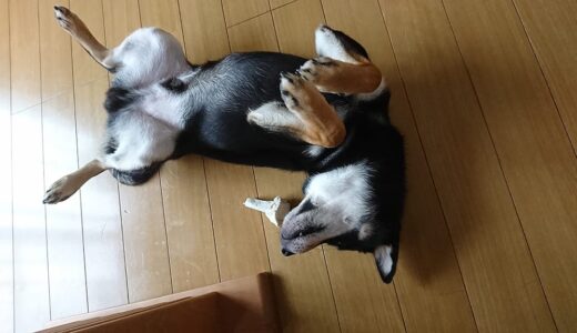 へそ天の黒柴 大福まめ