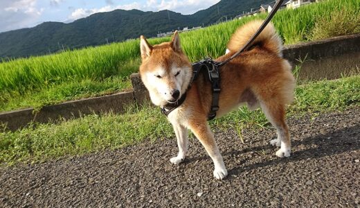田んぼがきれいな緑になりました。
