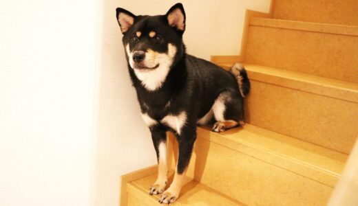 階段の途中で停まってしまう黒柴 大福まめ