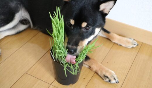 黒柴 大福まめは猫が食べる草が大好き