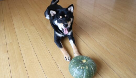 カボチャをかじる黒柴 大福まめ