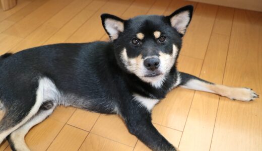 サマーモードの黒柴 大福まめ