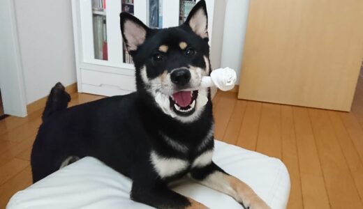 スツールの上で犬ガムを噛む黒柴 大福まめ