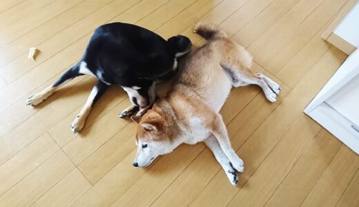 いつも仲良しな黒柴 大福まめと柴犬 空まめ