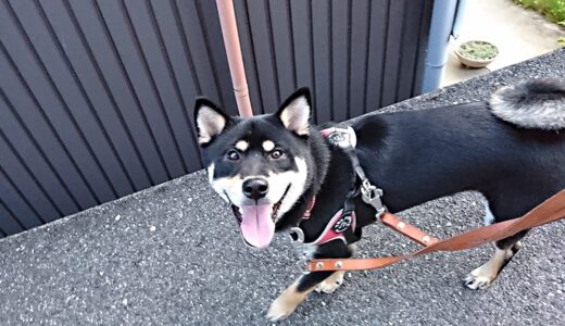黒柴 大福まめが眺めているもの
