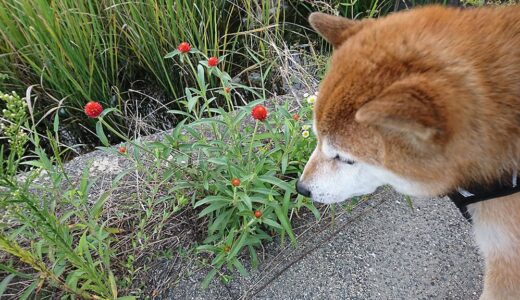 この赤くて丸いのは何？