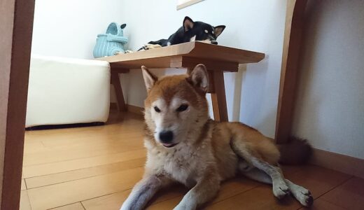 高い所が好きな黒柴 大福まめ?