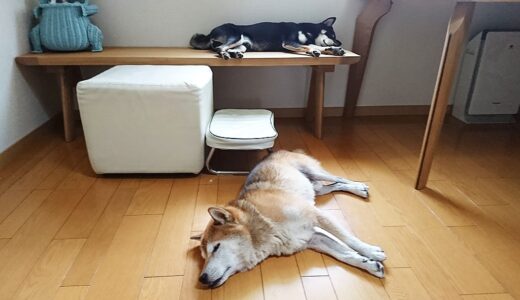 高い所が好きな黒柴 大福まめ?