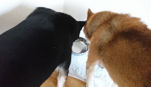 柴犬 空まめと黒柴 大福まめが仲良く水を飲んでました。
