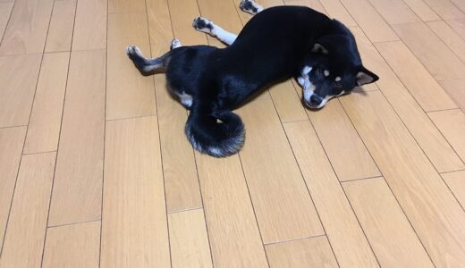 身体が柔らかい黒柴 大福まめ