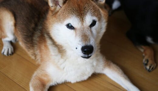 下のソーシャルリンクからフォロー