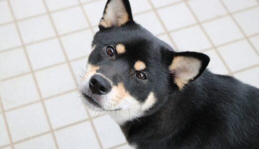 花壇で遊ぶ黒柴 大福まめ