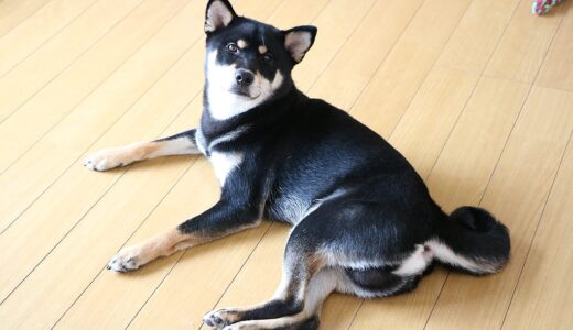 黒柴 大福まめは猫のような毛並み