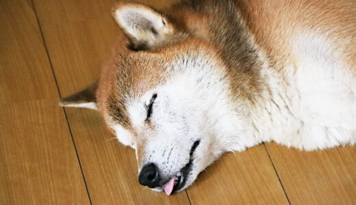 気持ちよさそうに眠っている柴犬 空まめ