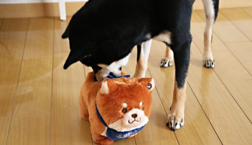 電動柴犬と戯れる黒柴 大福まめ