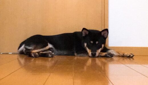 出かけたお父さんを待っている黒柴 大福まめ