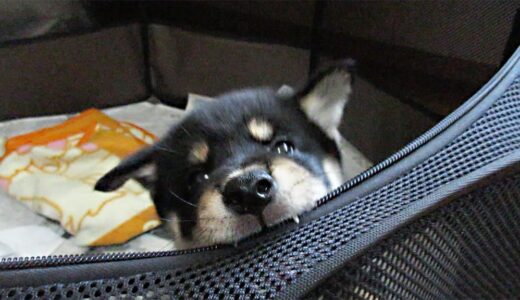 サークルの中の黒柴 大福まめ