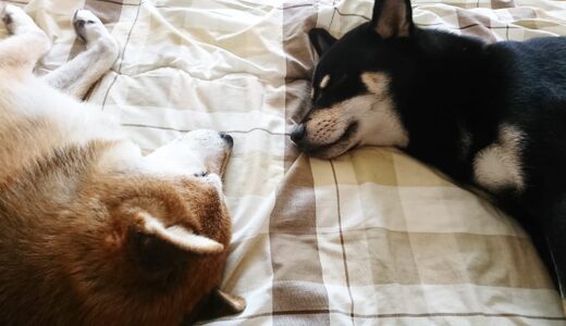 下のソーシャルリンクからフォロー
