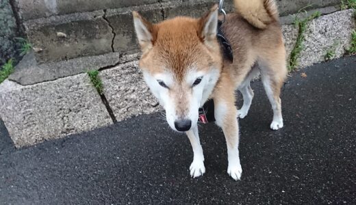 雨の日の散歩はカタツムリがいっぱい